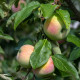 Schone van boskoop - Malus Domestica Schone van Boskoop