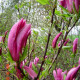 Dubbelbloeiende Beverboom - Magnolia susan meerstammig
