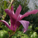 Dubbelbloeiende Beverboom - Magnolia susan meerstammig