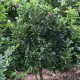 Dubbelbloeiende Beverboom - Magnolia susan meerstammig
