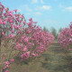 Dubbelbloeiende Beverboom - Magnolia susan meerstammig