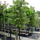 Steeneik - Quercus ilex meerstammig