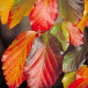 Parrotia persica vanessa Meerstammig
