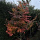 Parrotia persica vanessa Meerstammig