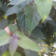 Kansenboom - Clerodendrum trichotomum 'Purple Blaze'