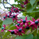 Meerstammige kansenboom - Cleodendron Purple blaze