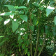 Meerstammige kansenboom - Cleodendron Purple blaze