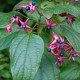 Meerstammige kansenboom - Cleodendron Purple blaze