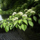 Reuzen Kornoelje - Cornus contreversa hoogstam