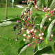 Reuzen Kornoelje - Cornus contreversa hoogstam