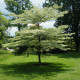 Reuzen Kornoelje - Cornus contreversa hoogstam