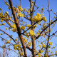Cornus off. 'Robins pride' 
