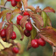 Cornus off. 'Robins pride' 