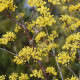 Cornus off. 'Robins pride' 