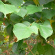 Koningslinde - Tilia Pallida Leivorm