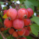 Rode Sierasppel - Malus Red sentinel