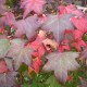 Liquidambar styraciflua - Leivorm