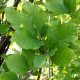 Groene Zuilbeuk - Fagus sylvatica 'dawyck' 