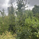 Groene Zuilbeuk - Fagus sylvatica 'dawyck' 