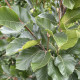 Groene Zuilbeuk - Fagus sylvatica 'dawyck' 