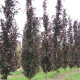 Rode Zuilbeuk - Fagus sylvatica 'dawyck purple'