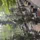 Rode Zuilbeuk - Fagus sylvatica 'dawyck purple'