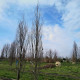 Rode Zuilbeuk - Fagus sylvatica 'dawyck purple'