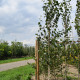 Witte Himalaya berk - Betula jaqumontii Doorenbos