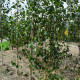 Witte Himalaya berk - Betula jaqumontii Doorenbos