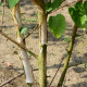 Witte Himalaya berk - Betula jaqumontii Doorenbos