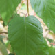 Witte Himalaya berk - Betula jaqumontii Doorenbos