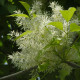 Bol Es - Fraxinus ornus 'meckzek'