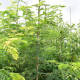 Gleditsia triacanthos 'Sunburst' - Gele valse christusdoorn