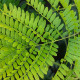 Gleditsia triacanthos 'Sunburst' - Gele valse christusdoorn