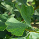 Japanse Notenboom - Ginkgo biloba