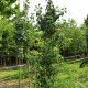 Japanse Notenboom - Ginkgo biloba
