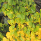 Japanse Notenboom - Ginkgo biloba