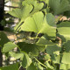 Japanse Notenboom - Ginkgo biloba