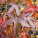 Liquidambar worplesdon - Meerstammig