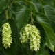 Ostrya carpinifolia - schijnbeuk