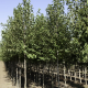 Ostrya carpinifolia - schijnbeuk