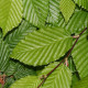 HaagBeuk meerstammige dakvorm - Carpinus Betulus