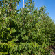 Sneeuwklokjesboom - Halesia Monticola
