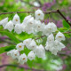 Sneeuwklokjesboom - Halesia Monticola