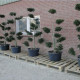 Taxus baccata - bonsai