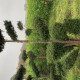 Taxus baccata - bonsai