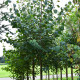 Cercidiphyllum japonicum - Katsuraboom