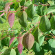 Cercidiphyllum japonicum - Katsuraboom
