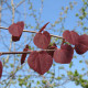 Cercidiphyllum japonicum - Katsuraboom