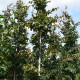 Perzisch ijzerhout - Parrotia persica vanessa